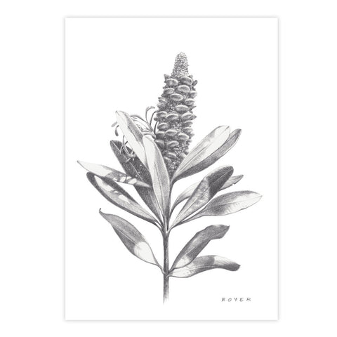 Banksia #3 - We Sell Prints