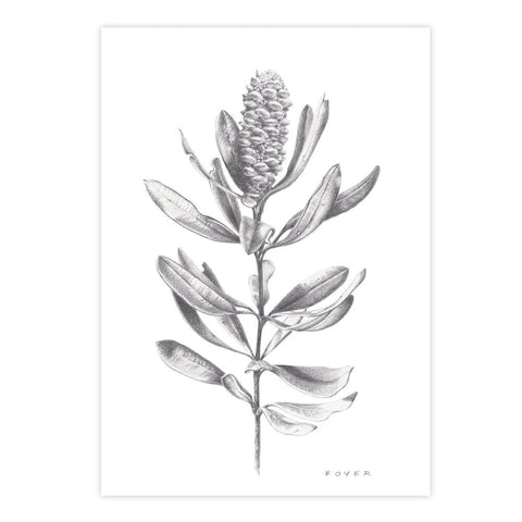 Banksia #1 - We Sell Prints