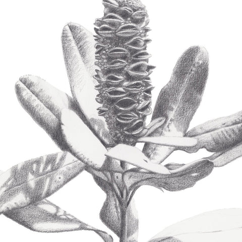 Banksia #1 - We Sell Prints