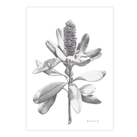 Banksia #2 - We Sell Prints