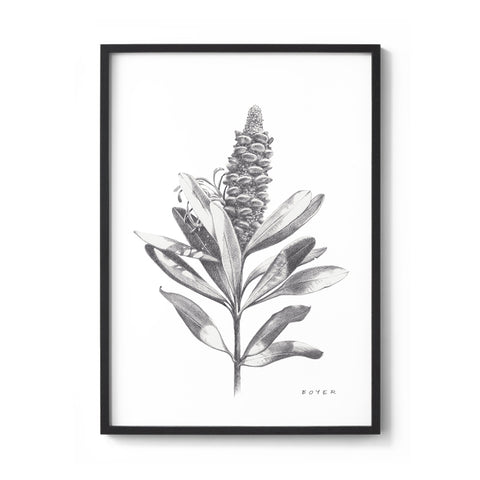 Banksia #3 - We Sell Prints