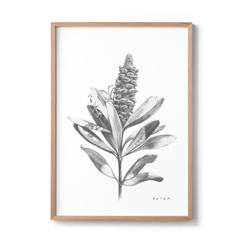 Banksia #3 - We Sell Prints