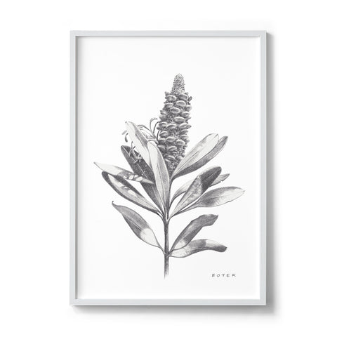 Banksia #3 - We Sell Prints