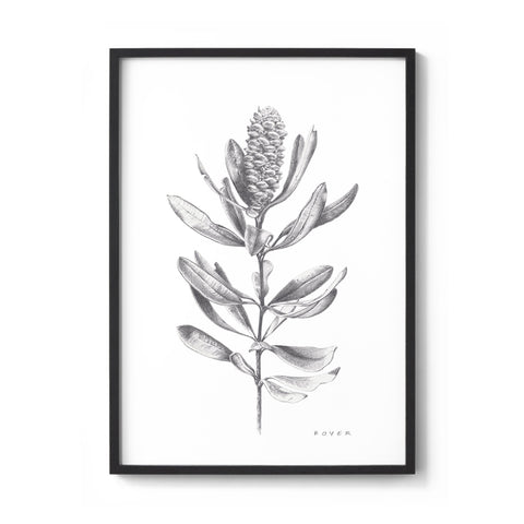 Banksia #1 - We Sell Prints