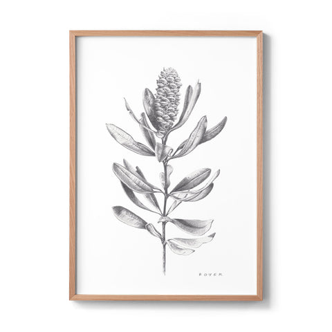 Banksia #1 - We Sell Prints