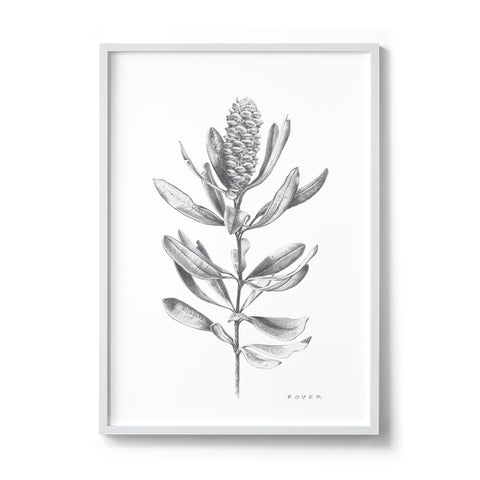 Banksia #1 - We Sell Prints