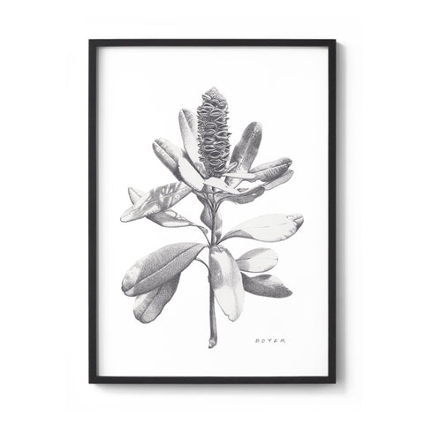 Banksia #2 - We Sell Prints