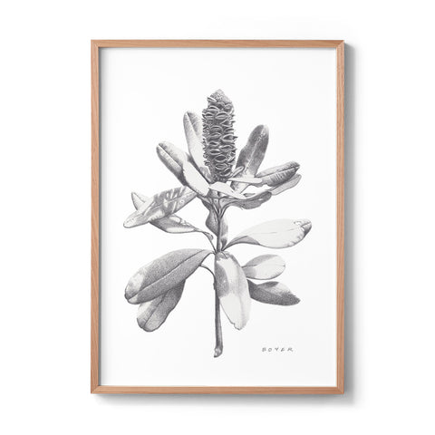 Banksia #2 - We Sell Prints