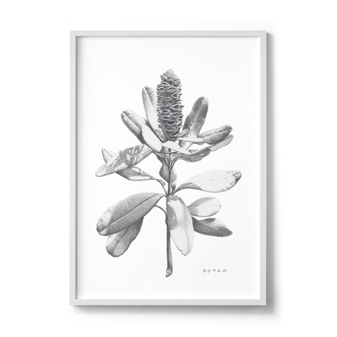 Banksia #2 - We Sell Prints