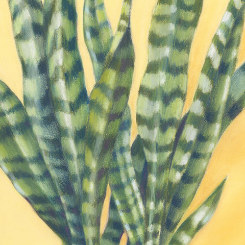 Sunny Sansevieria - We Sell Prints
