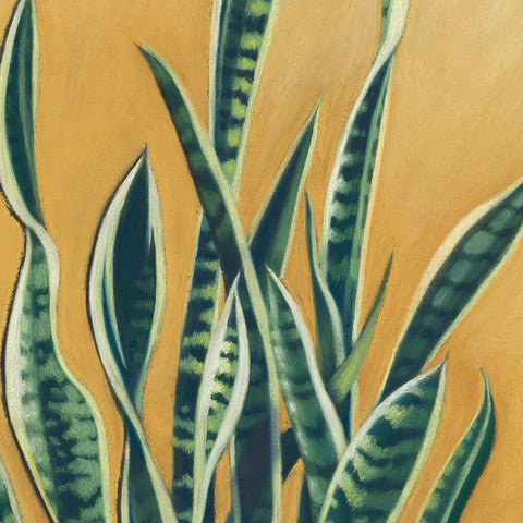 Tangled Sansevieria - We Sell Prints