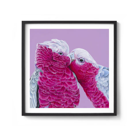 Galahs - We Sell Prints