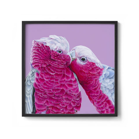 Galahs - We Sell Prints