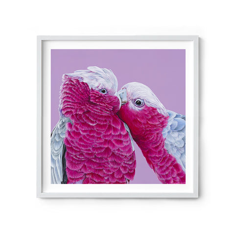 Galahs - We Sell Prints