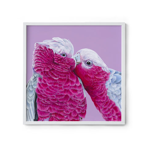 Galahs - We Sell Prints