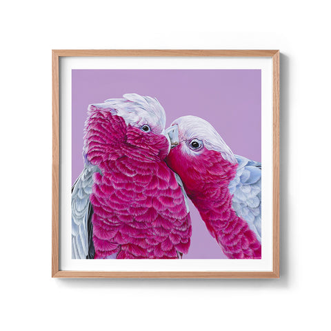 Galahs - We Sell Prints