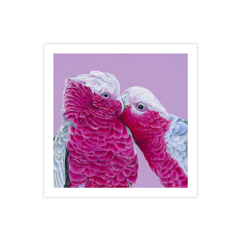 Galahs - We Sell Prints